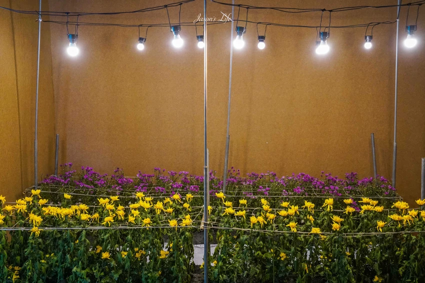 2025台灣設計展!彰南田尾展區亮點、交通接駁、必拍打卡景點攻略全搞定。