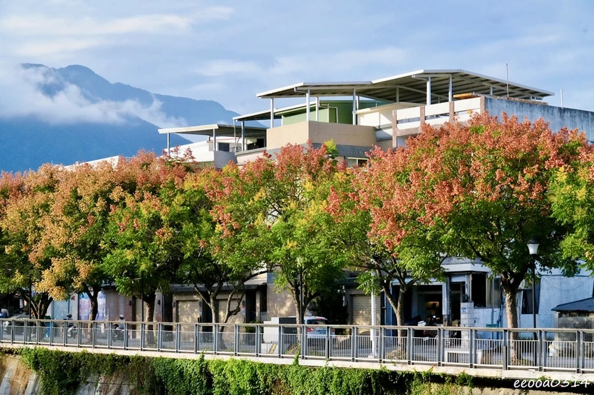 吉安溪台灣欒樹美境｜花蓮季節限定粉橙秋色綻放，美景如畫!