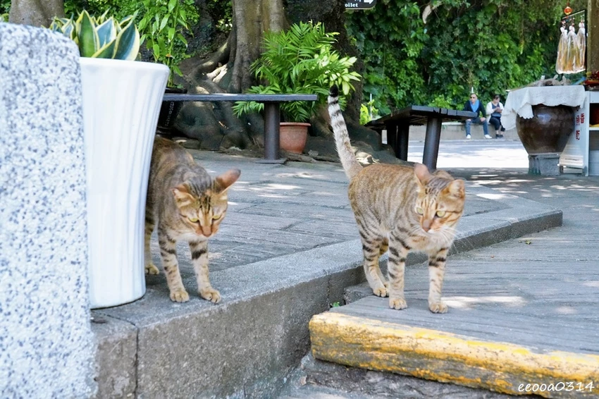 小琉球親子旅遊景點｜望海亭看海龜、美人沙灘浮潛玩水悠閒半日遊