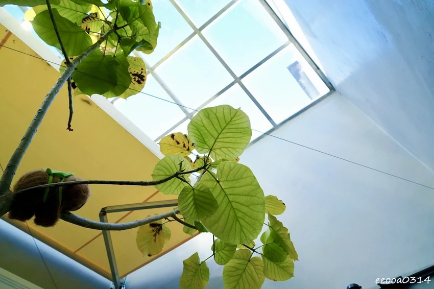 小琉球一日遊推薦｜花瓶岩看海龜玩水、琉球老宅冰坊吃芒果冰!