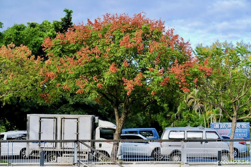 吉安溪台灣欒樹美境｜花蓮季節限定粉橙秋色綻放，美景如畫!