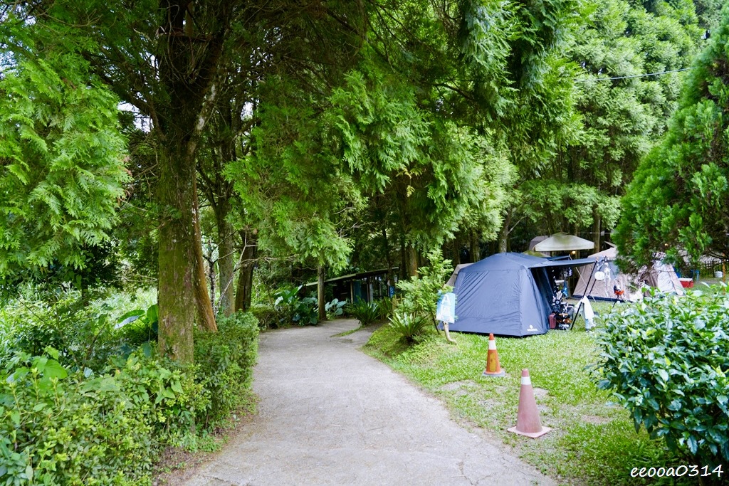 新竹五峰松木青露營區｜森林系家庭露營，萬聖節派對晚餐、親子D