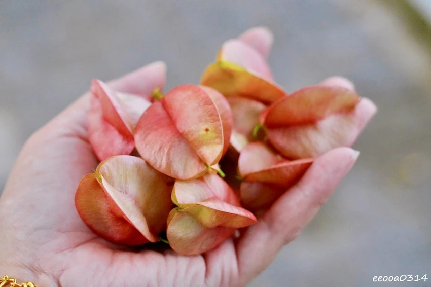 吉安溪台灣欒樹美境｜花蓮季節限定粉橙秋色綻放，美景如畫!