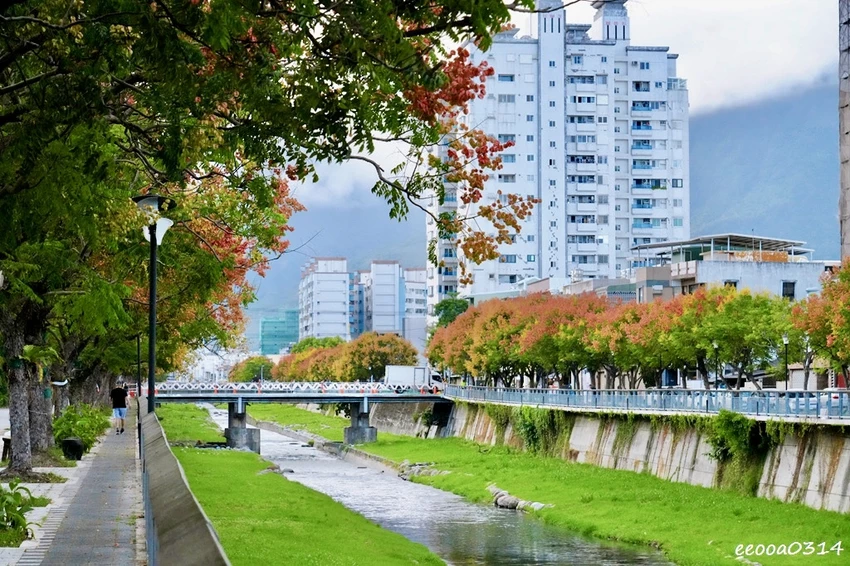 吉安溪台灣欒樹美境｜花蓮季節限定粉橙秋色綻放，美景如畫!