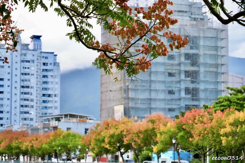 吉安溪台灣欒樹美境｜花蓮季節限定粉橙秋色綻放，美景如畫!