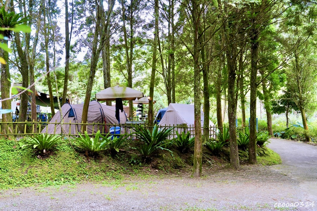 新竹五峰松木青露營區｜森林系家庭露營，萬聖節派對晚餐、親子D