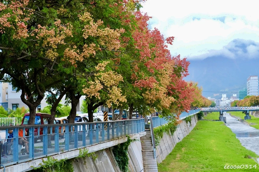 吉安溪台灣欒樹美境｜花蓮季節限定粉橙秋色綻放，美景如畫!