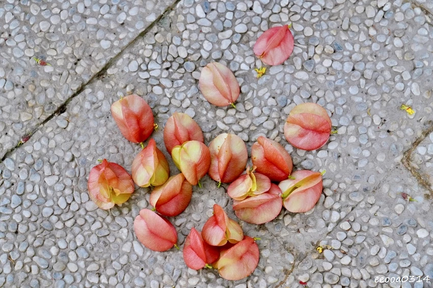 吉安溪台灣欒樹美境｜花蓮季節限定粉橙秋色綻放，美景如畫!