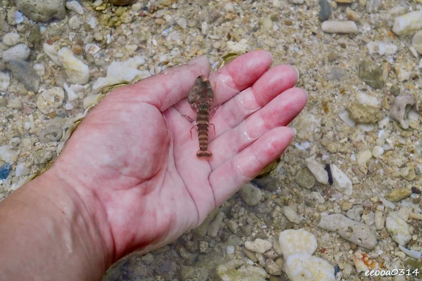 小琉球杉福秘境海灘｜隱藏在礁岩後的戲水勝地，親子玩水、觀察生