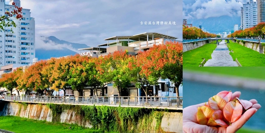 吉安溪台灣欒樹美境｜花蓮季節限定粉橙秋色綻放，美景如畫!