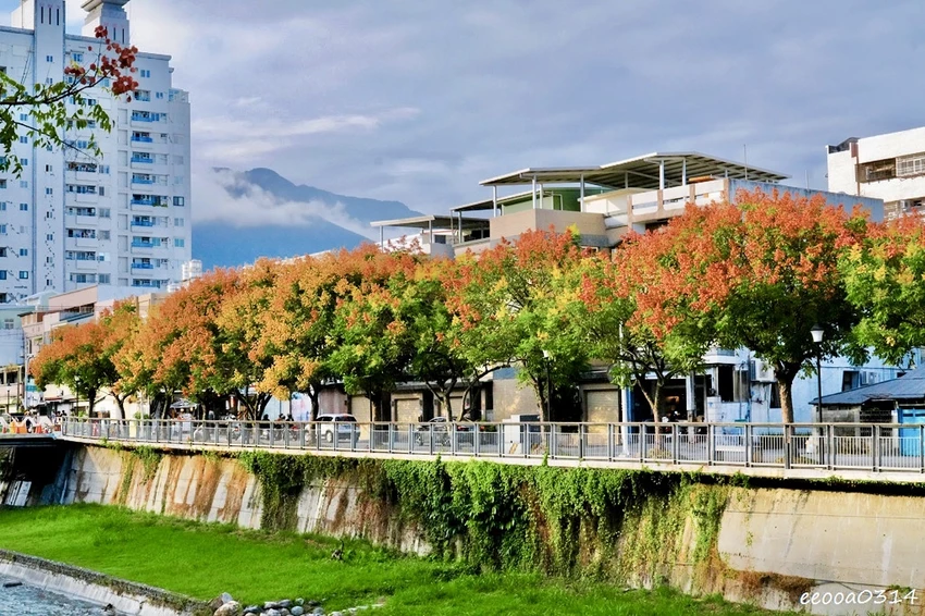 吉安溪台灣欒樹美境｜花蓮季節限定粉橙秋色綻放，美景如畫!