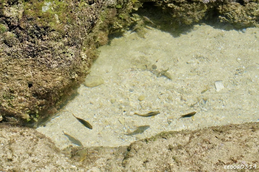 小琉球杉福秘境海灘｜隱藏在礁岩後的戲水勝地，親子玩水、觀察生