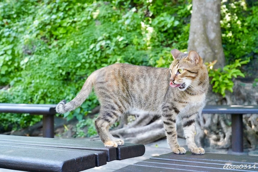 小琉球親子旅遊景點｜望海亭看海龜、美人沙灘浮潛玩水悠閒半日遊