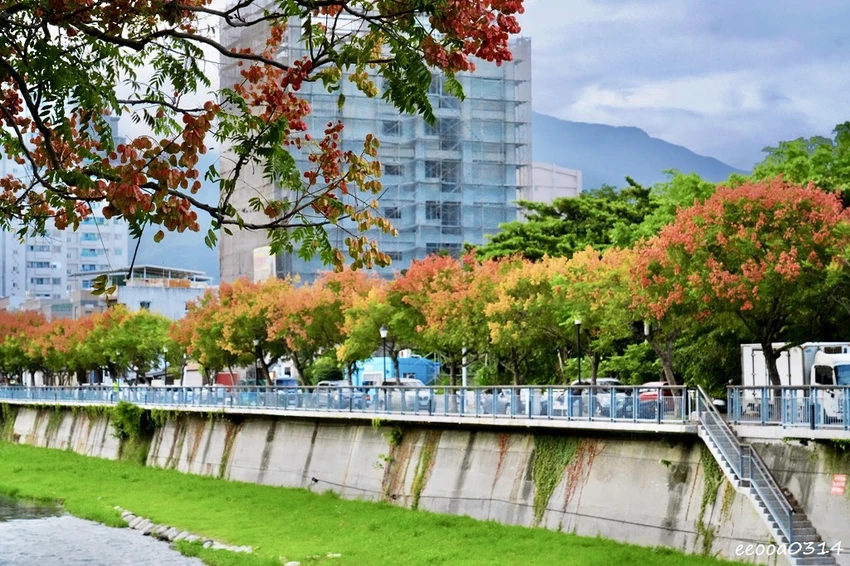 吉安溪台灣欒樹美境｜花蓮季節限定粉橙秋色綻放，美景如畫!
