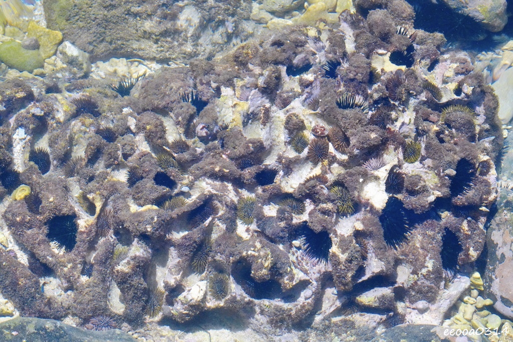 杉福漁港沙灘｜小琉球親子玩水、浮潛、生態觀察的最佳秘境!