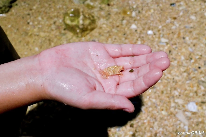 小琉球杉福秘境海灘｜隱藏在礁岩後的戲水勝地，親子玩水、觀察生