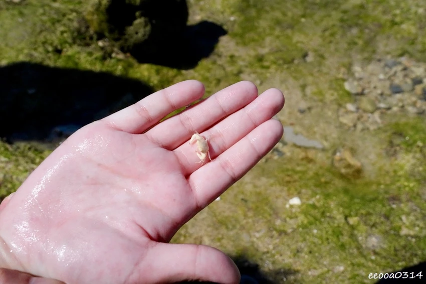小琉球一日遊推薦｜花瓶岩看海龜玩水、琉球老宅冰坊吃芒果冰!