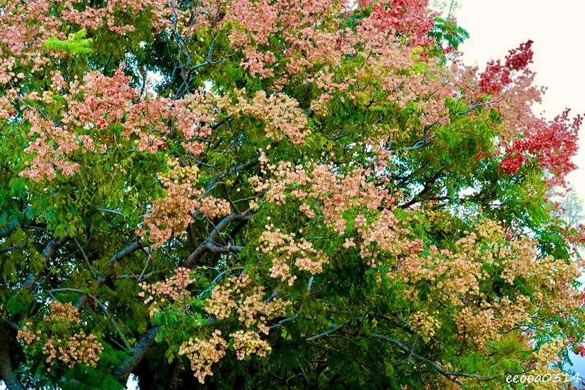吉安溪台灣欒樹美境｜花蓮季節限定粉橙秋色綻放，美景如畫!