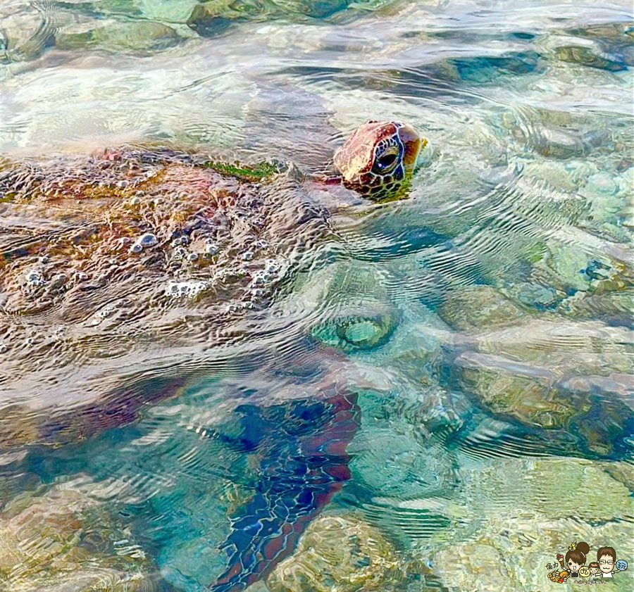 小琉球三天兩夜親子放電戲水順順玩、,吃喝玩樂在地美食、秘境海龜岩、每天都吃冰 - 跟著尼力吃喝玩樂&親子生活