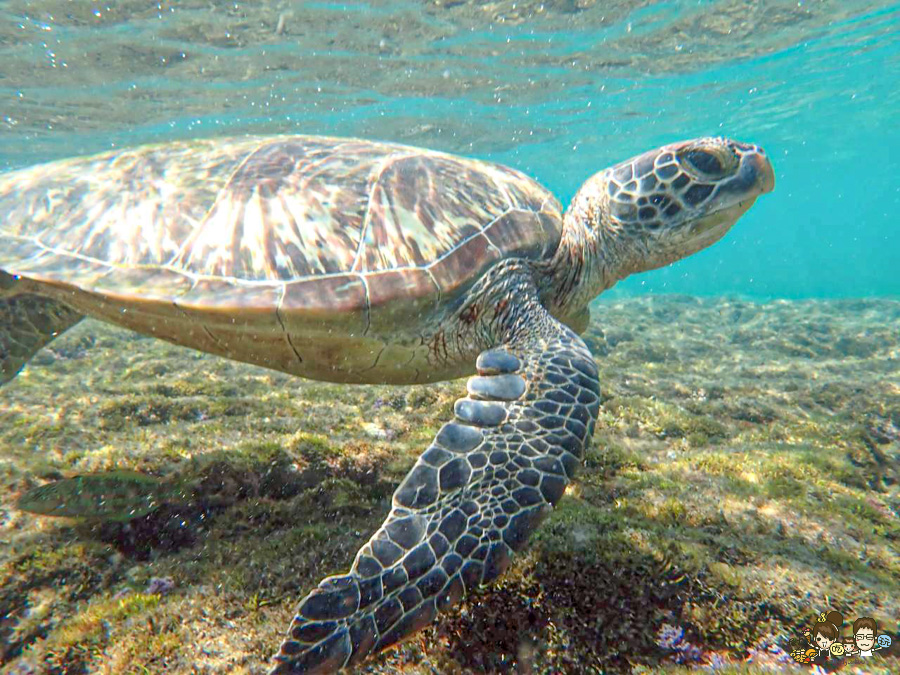 小琉球三天兩夜親子放電戲水順順玩、,吃喝玩樂在地美食、秘境海龜岩、每天都吃冰 - 跟著尼力吃喝玩樂&親子生活