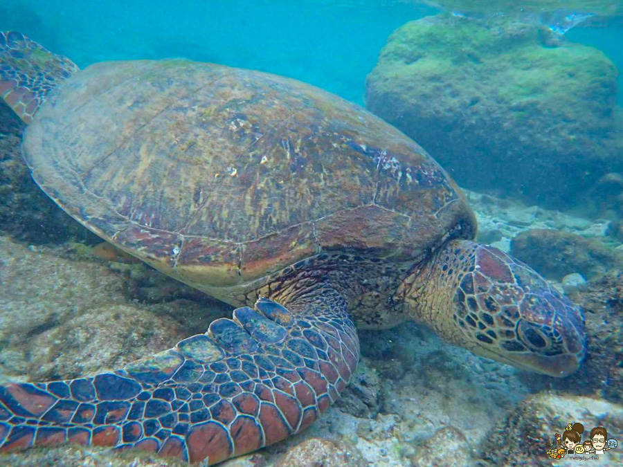 小琉球三天兩夜親子放電戲水順順玩、,吃喝玩樂在地美食、秘境海龜岩、每天都吃冰 - 跟著尼力吃喝玩樂&親子生活
