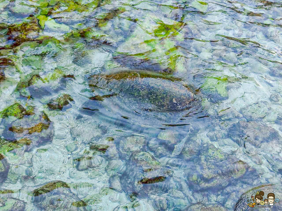 小琉球三天兩夜親子放電戲水順順玩、,吃喝玩樂在地美食、秘境海龜岩、每天都吃冰 - 跟著尼力吃喝玩樂&親子生活