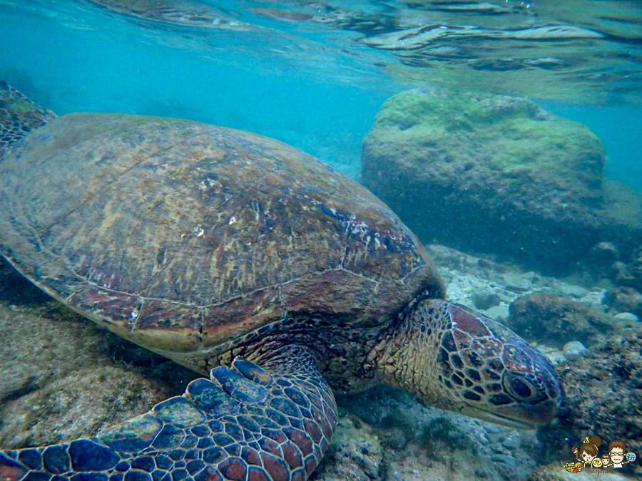 小琉球三天兩夜親子放電戲水順順玩、,吃喝玩樂在地美食、秘境海龜岩、每天都吃冰 - 跟著尼力吃喝玩樂&親子生活