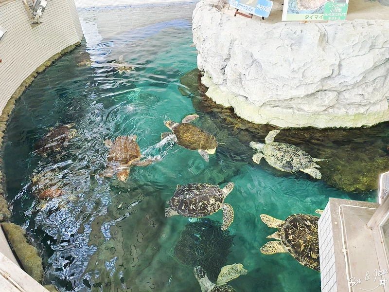 名古屋水族館必看！虎鯨海豚小白鯨表演秀，一日暢遊海洋博物館。