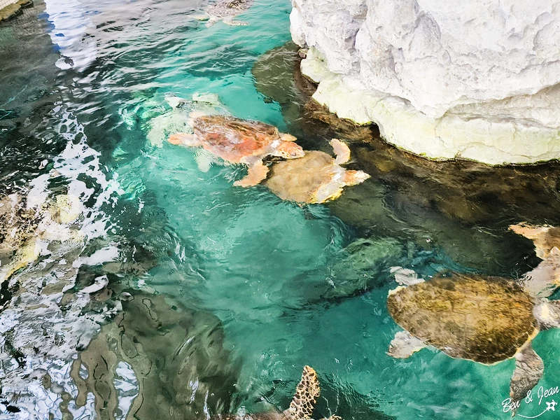 名古屋水族館必看！虎鯨海豚小白鯨表演秀，一日暢遊海洋博物館。