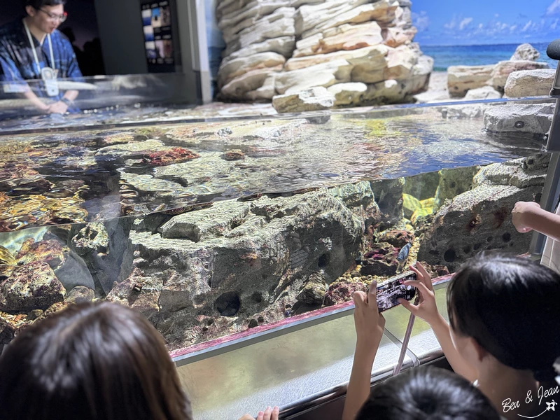 名古屋水族館必看！虎鯨海豚小白鯨表演秀，一日暢遊海洋博物館。