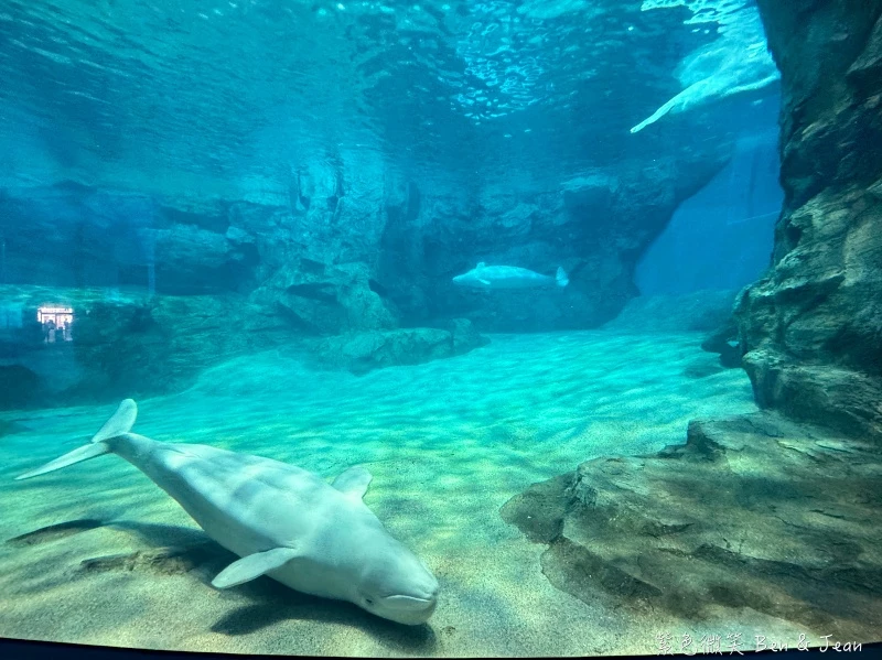 名古屋水族館必看！虎鯨海豚小白鯨表演秀，一日暢遊海洋博物館。