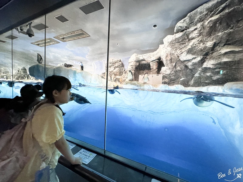 名古屋水族館必看！虎鯨海豚小白鯨表演秀，一日暢遊海洋博物館。