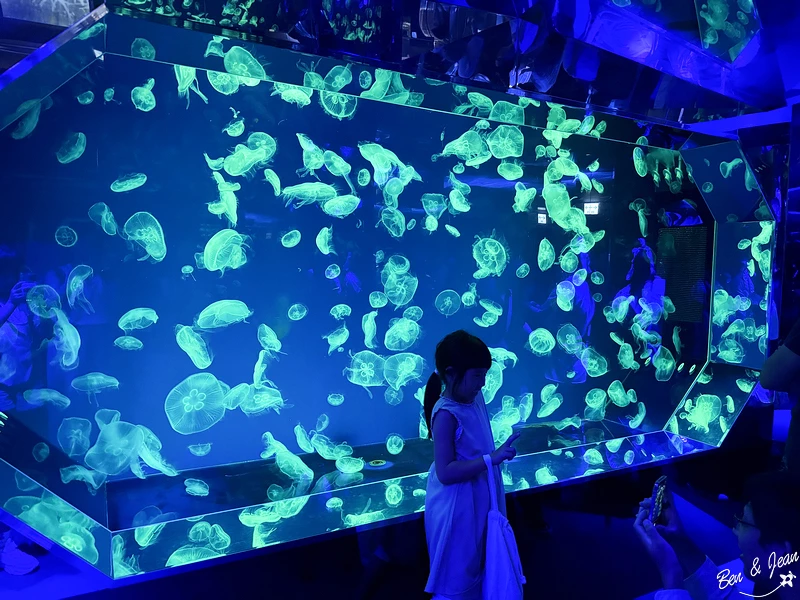 名古屋水族館必看！虎鯨海豚小白鯨表演秀，一日暢遊海洋博物館。