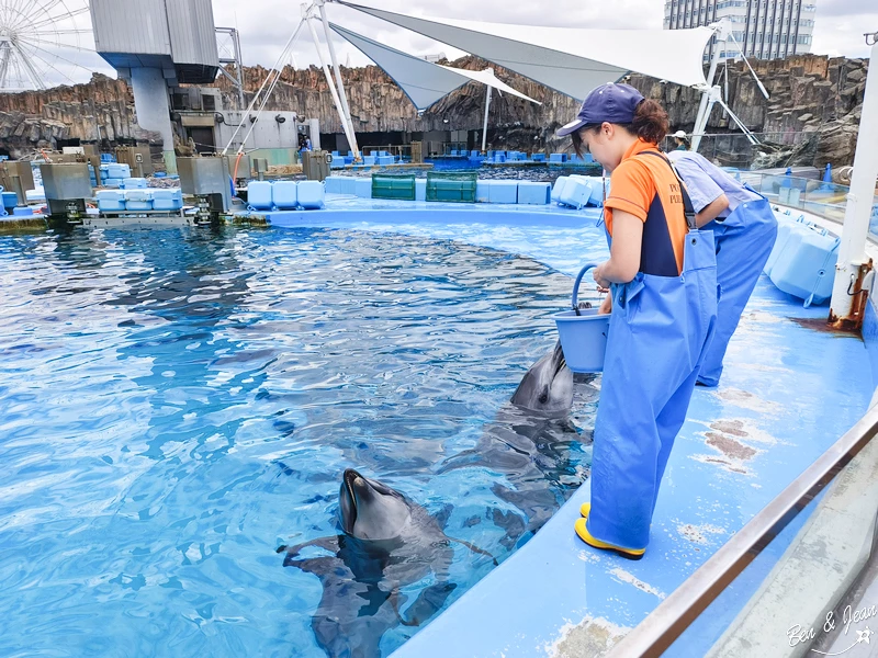 名古屋水族館必看！虎鯨海豚小白鯨表演秀，一日暢遊海洋博物館。