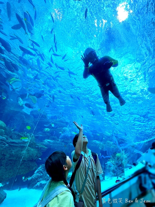 名古屋水族館必看！虎鯨海豚小白鯨表演秀，一日暢遊海洋博物館。
