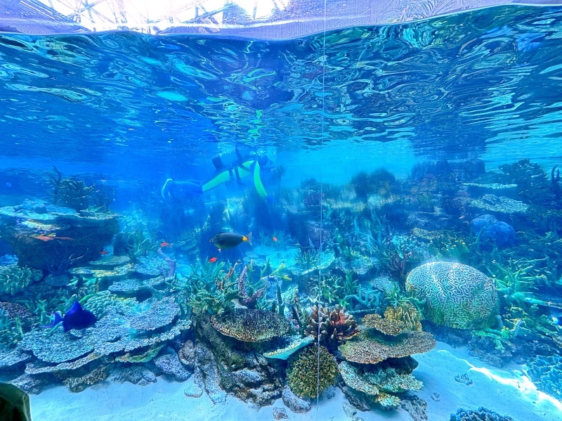 名古屋水族館必看！虎鯨海豚小白鯨表演秀，一日暢遊海洋博物館。