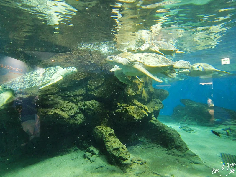 名古屋水族館必看！虎鯨海豚小白鯨表演秀，一日暢遊海洋博物館。