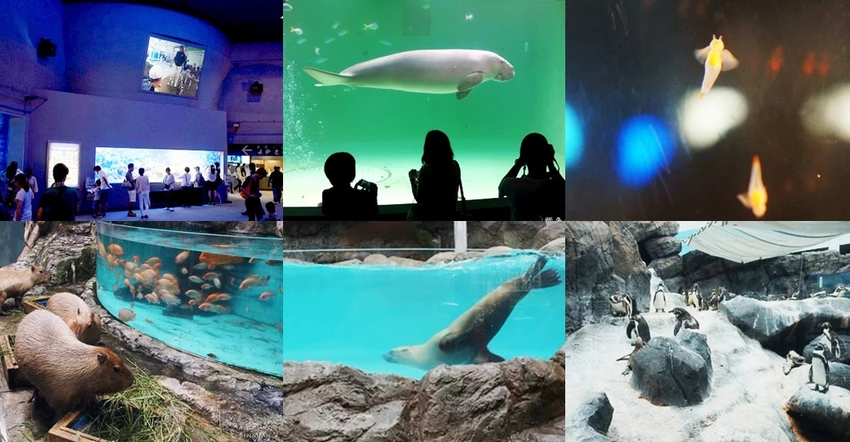 名古屋水族館必看！虎鯨海豚小白鯨表演秀，一日暢遊海洋博物館。