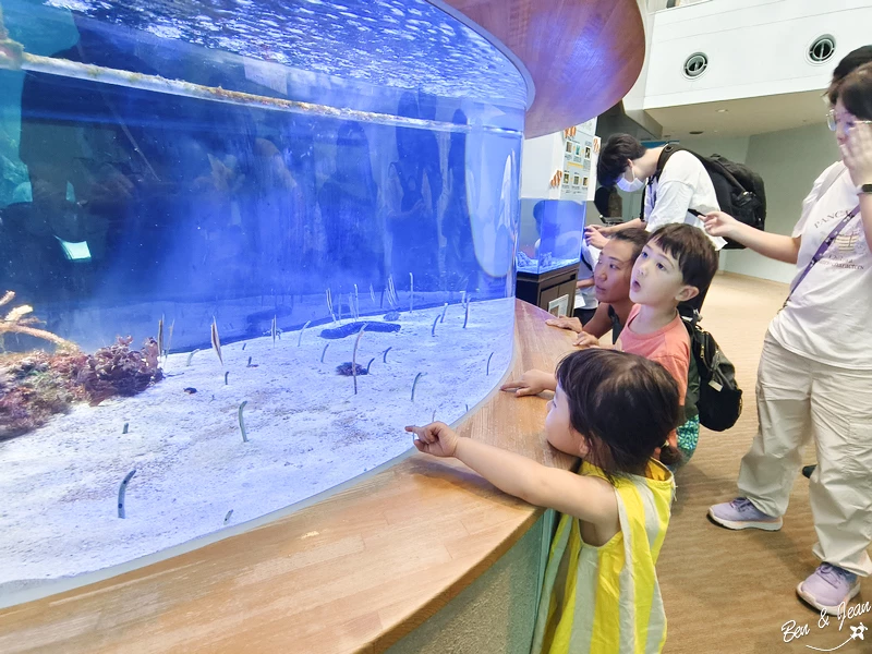 名古屋水族館必看！虎鯨海豚小白鯨表演秀，一日暢遊海洋博物館。