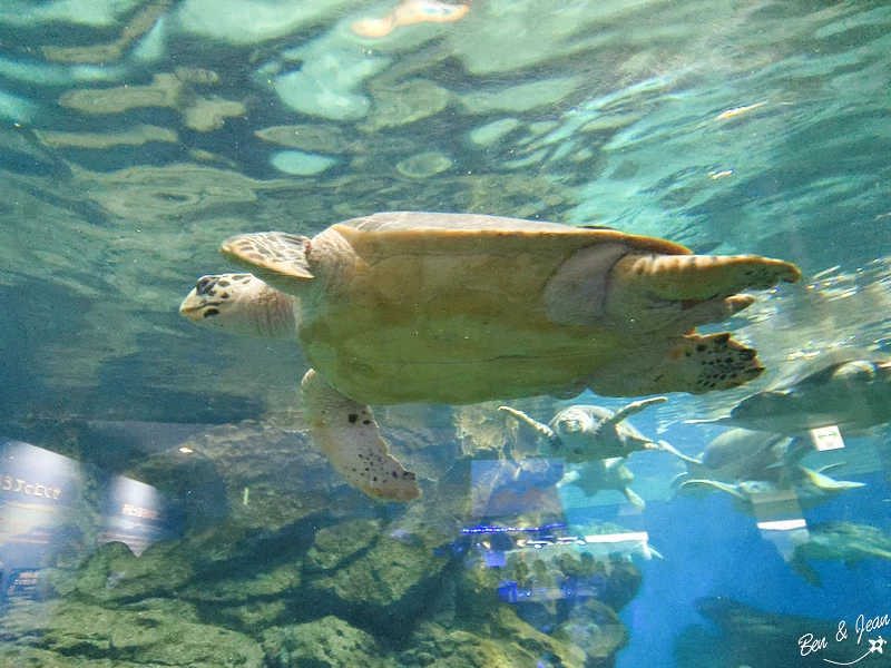 名古屋水族館必看！虎鯨海豚小白鯨表演秀，一日暢遊海洋博物館。