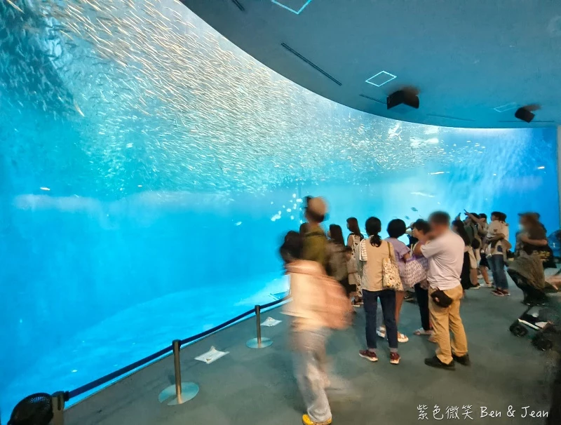 名古屋水族館必看！虎鯨海豚小白鯨表演秀，一日暢遊海洋博物館。