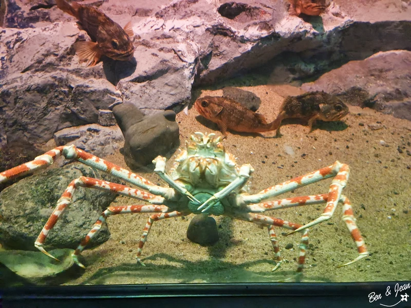 名古屋水族館必看！虎鯨海豚小白鯨表演秀，一日暢遊海洋博物館。