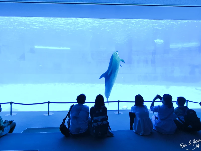名古屋水族館必看！虎鯨海豚小白鯨表演秀，一日暢遊海洋博物館。