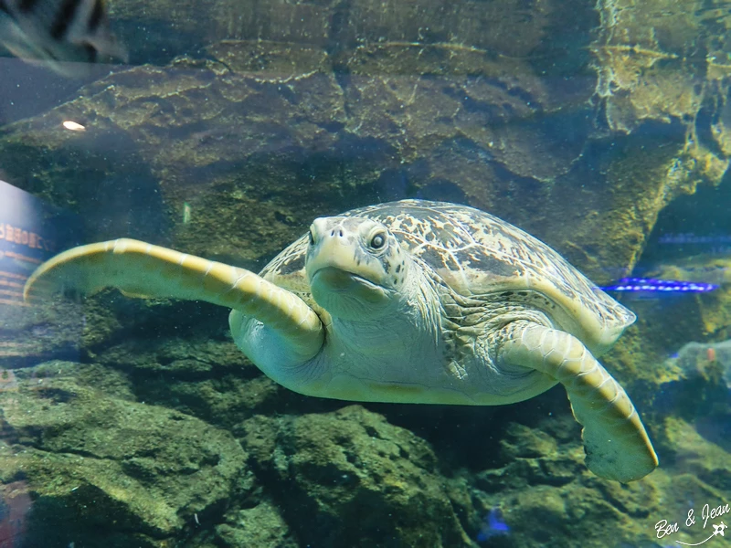 名古屋水族館必看！虎鯨海豚小白鯨表演秀，一日暢遊海洋博物館。