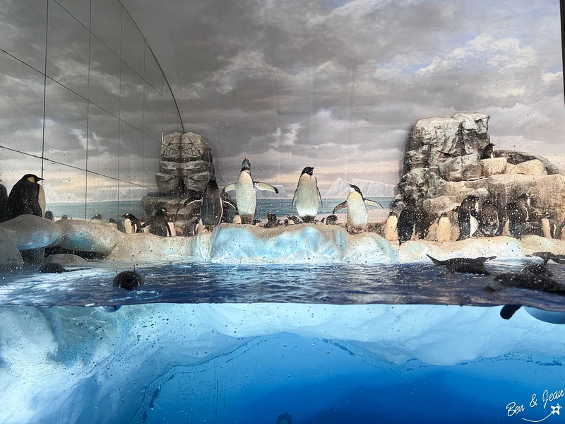 名古屋水族館必看！虎鯨海豚小白鯨表演秀，一日暢遊海洋博物館。