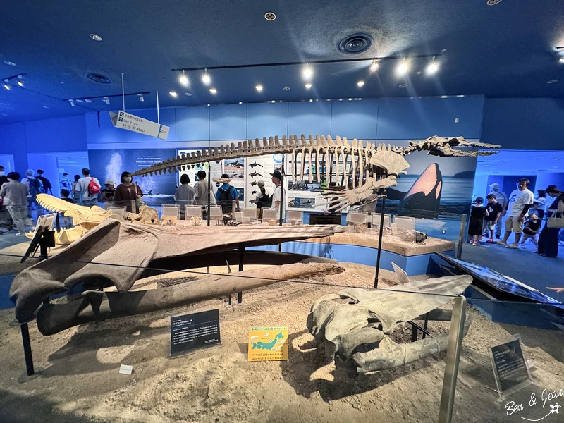 名古屋水族館必看！虎鯨海豚小白鯨表演秀，一日暢遊海洋博物館。