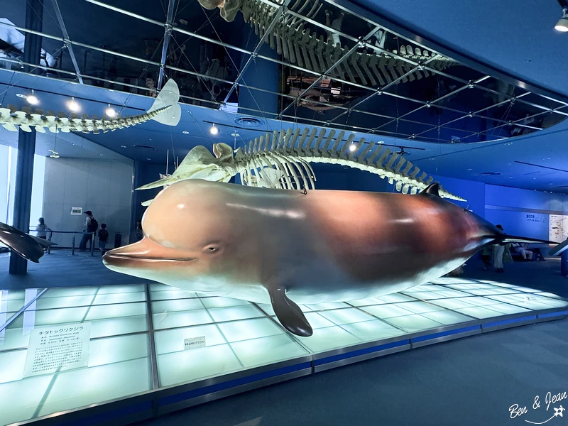 名古屋水族館必看！虎鯨海豚小白鯨表演秀，一日暢遊海洋博物館。
