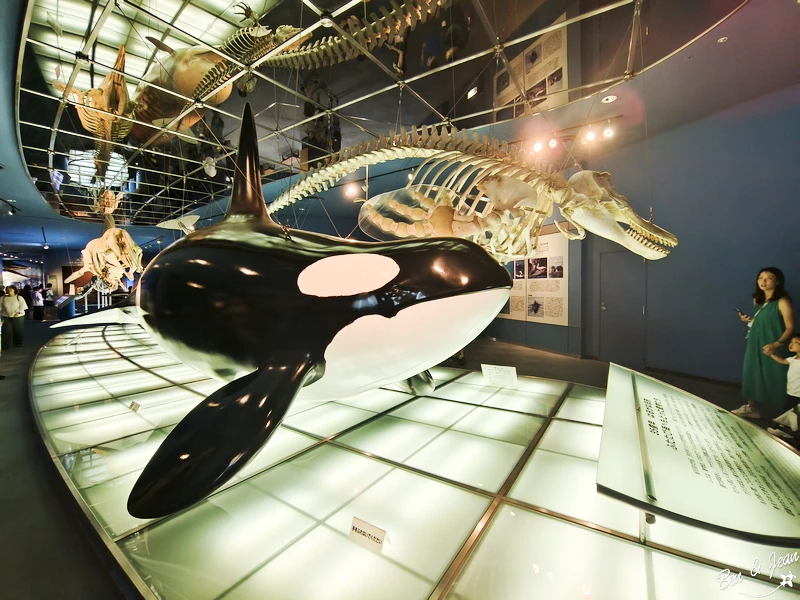 名古屋水族館必看！虎鯨海豚小白鯨表演秀，一日暢遊海洋博物館。
