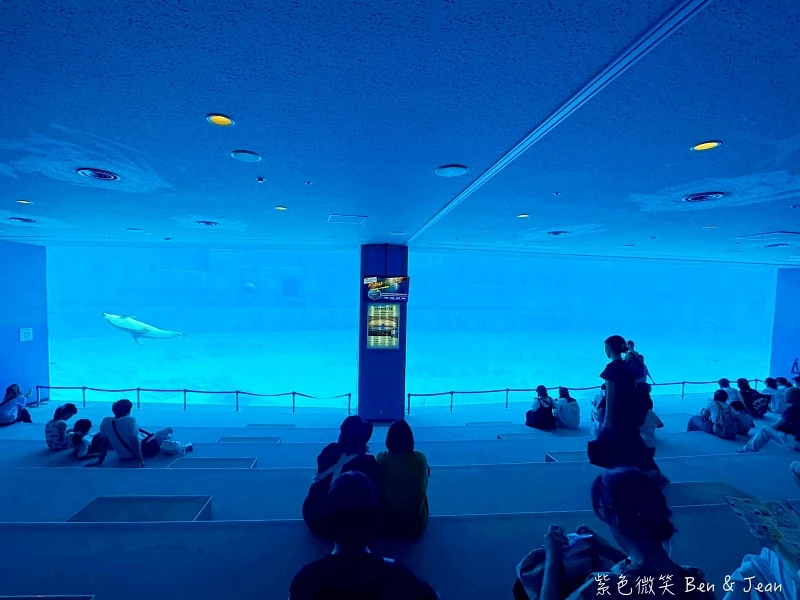 名古屋水族館必看！虎鯨海豚小白鯨表演秀，一日暢遊海洋博物館。