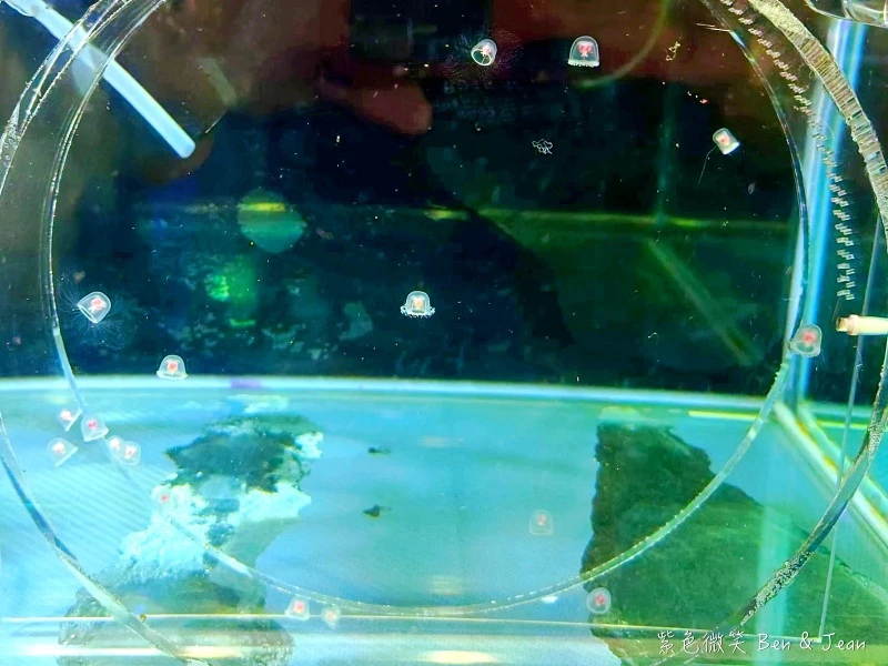 名古屋水族館必看！虎鯨海豚小白鯨表演秀，一日暢遊海洋博物館。